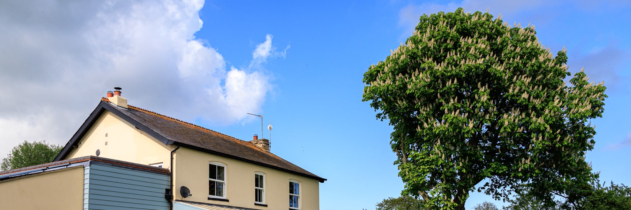 house, sky and Horse Chestnut canopy in bloom